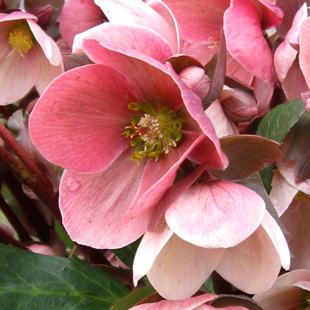 pinbk hellebore flowers
